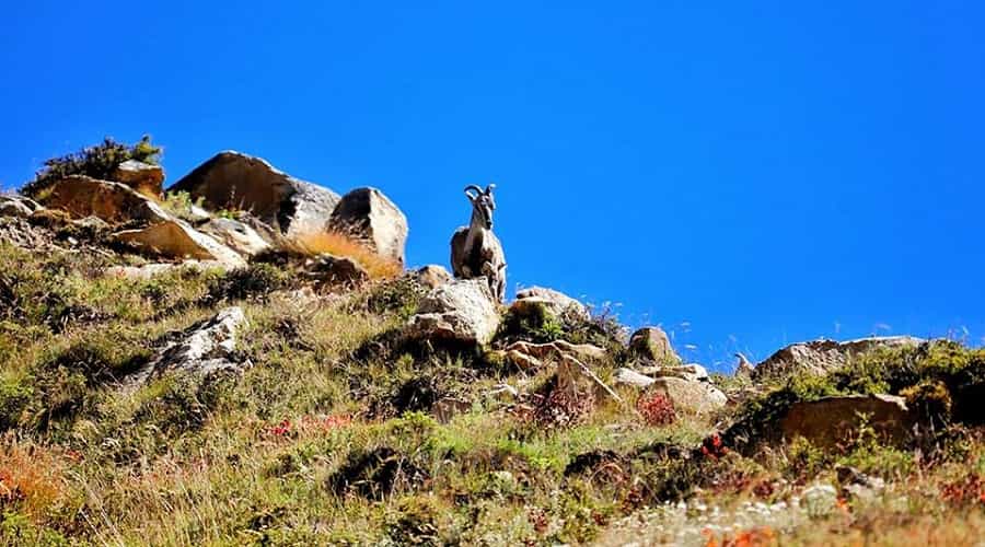 Himalayan Tahr En-Route to Bhojbasa