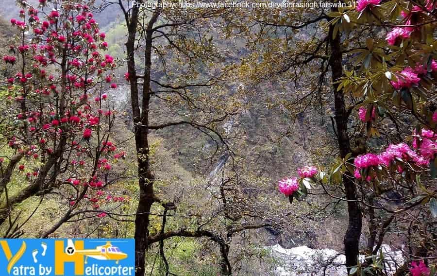 Rhododendron or Burans Flowers on the both side of Yamunotri Trek